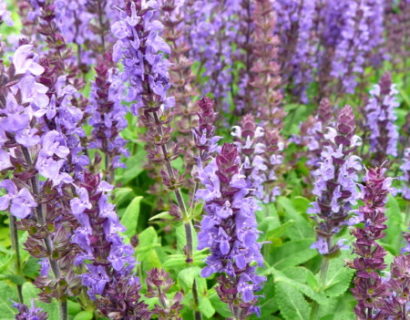 Salvia nemorosa ‘Blaukönigin’ - salie