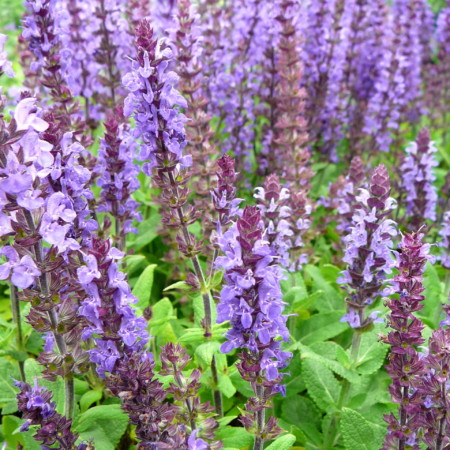 Salvia nemorosa ‘Blaukönigin’ - salie