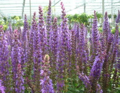 Salvia nemorosa ‘Ostfriesland’ (grote pot) - salie