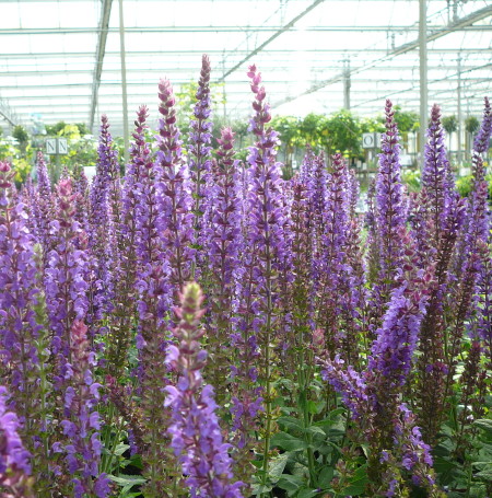 Salvia nemorosa ‘Ostfriesland’ (grote pot) - salie