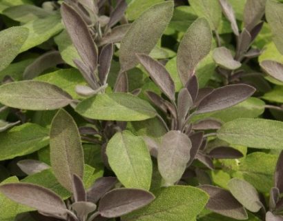 Salvia officinalis ‘Purpurescens’ - paarse salie