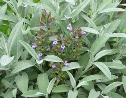 Salvia officinalis ‘Nazareth’ - salie