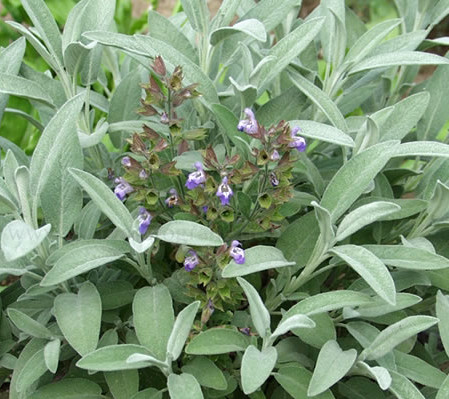 Salvia officinalis ‘Nazareth’ - salie