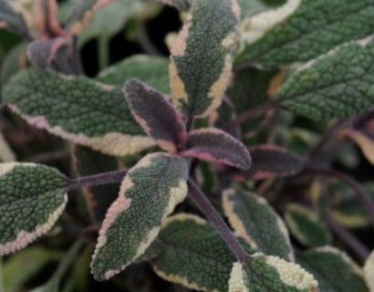 Salvia officinalis ‘Tricolori’ - driekleurige salie