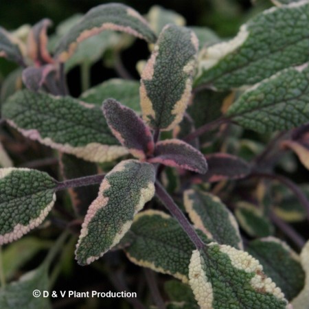 Salvia officinalis ‘Tricolori’ - driekleurige salie