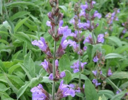 Salvia officinalis - salie