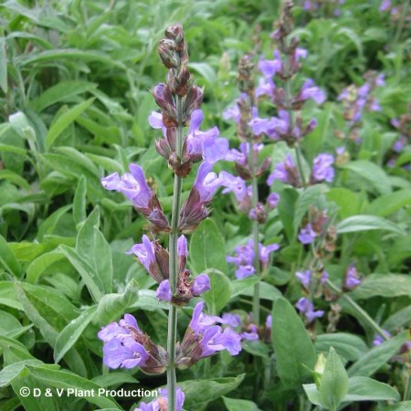 Salvia officinalis - salie