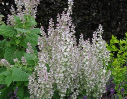 Salvia sclarea - scharlei