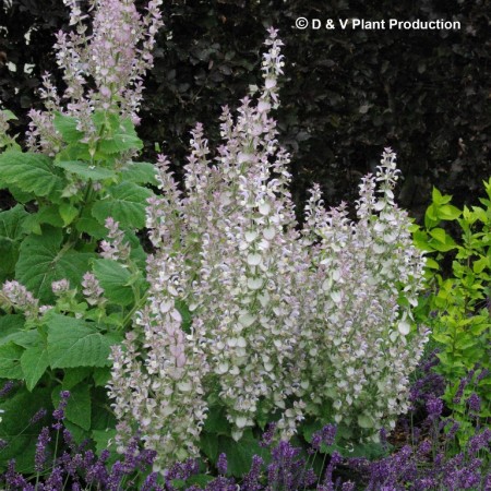 Salvia sclarea - scharlei