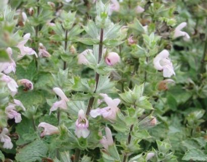 Salvia taraxifolia - citroensalie