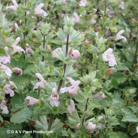 Salvia taraxifolia - citroensalie