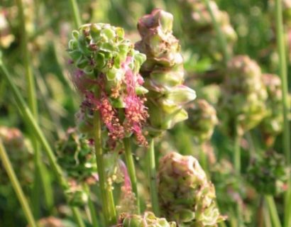 Sanguisorba minor - pimpernel