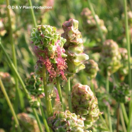 Sanguisorba minor - pimpernel