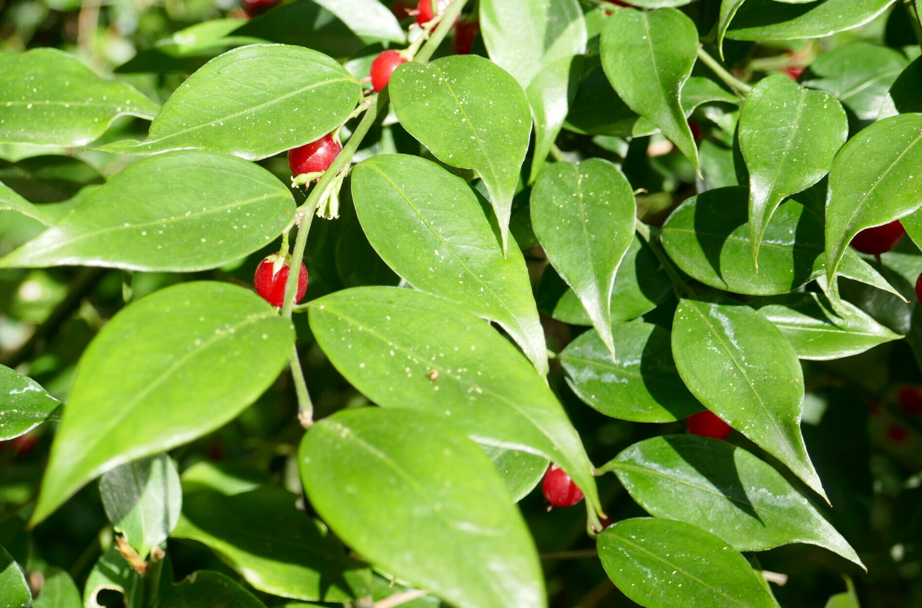 Sarcococca ruscifolia - vleesbes