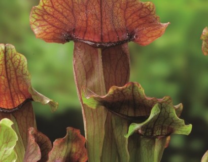 Sarracenia ‘Maroon’ - vleesetende moerasplant