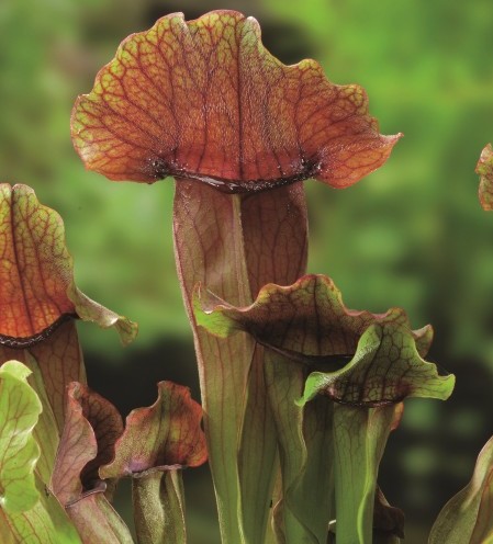 Sarracenia ‘Maroon’ - vleesetende moerasplant