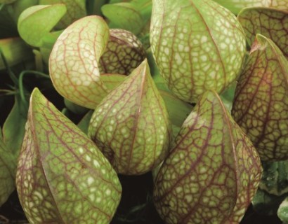 Sarracenia psittacina - vleesetende moerasplant