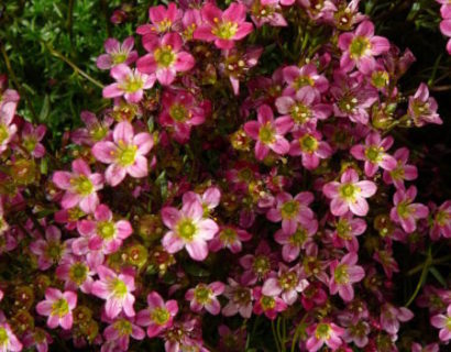 Saxifraga arendsii ‘Purperteppich’ - steenbreek