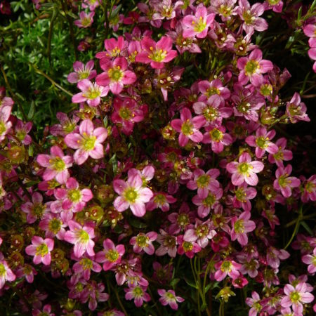 Saxifraga arendsii ‘Purperteppich’ - steenbreek