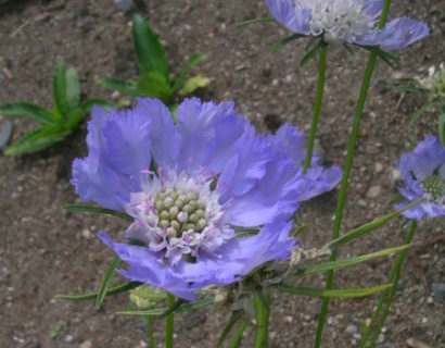 Scabiosa caucasica ‘Perfecta’ - duifkruid