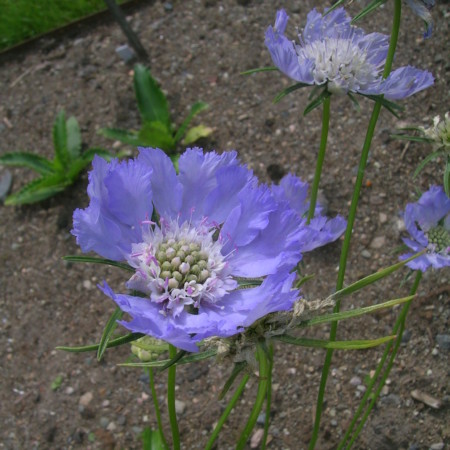 Scabiosa caucasica ‘Perfecta’ - duifkruid