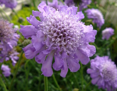 Scabiosa columbaria ‘Butterfly Blue’ - duifkruid