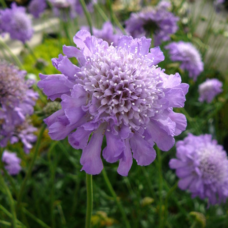 Scabiosa columbaria ‘Butterfly Blue’ (grote pot) - duifkruid