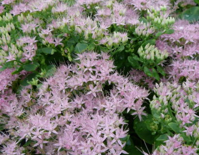 Sedum spectabile ‘Brillant’ - vetkruid