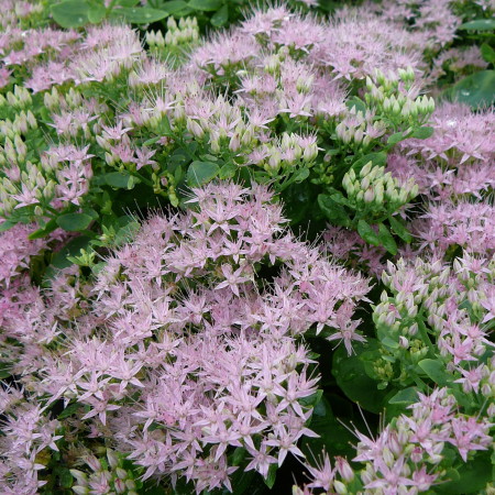 Sedum spectabile ‘Brillant’ - vetkruid