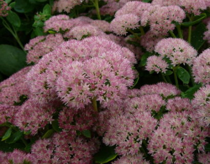 Sedum ‘Herbstfreude’ (grote pot) - vetkruid
