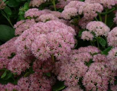 Sedum ‘Herbstfreude’ - vetkruid