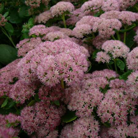 Sedum ‘Herbstfreude’ - vetkruid