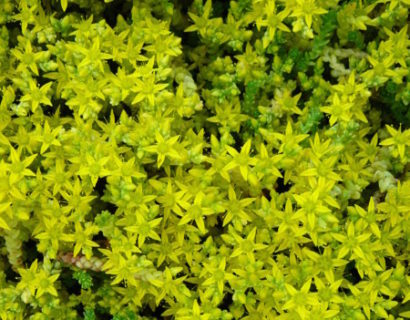 Sedum acre ‘Elegans’ - vetkruid / muurpeper