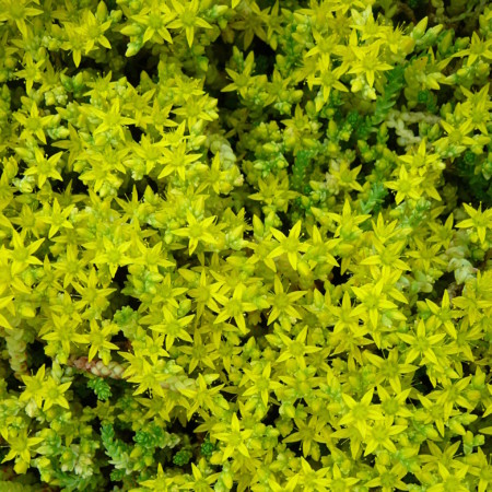 Sedum acre ‘Elegans’ - vetkruid / muurpeper