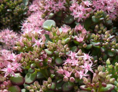 Sedum sieboldii - vetkruid