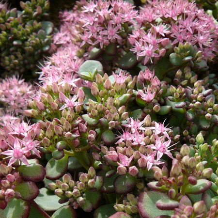 Sedum sieboldii - vetkruid