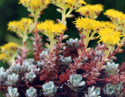 Sedum spathulifolium ‘Purpureum’ - vetkruid