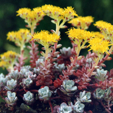 Sedum spathulifolium ‘Purpureum’ - vetkruid