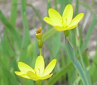 Sisyrinchium californicum - 