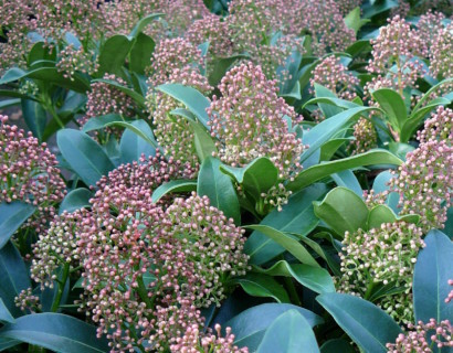 Skimmia japonica ‘Godrie’s Dwarf’ - skimmia