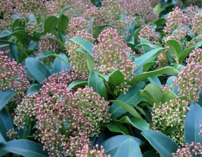 Skimmia japonica ‘Godrie’s Dwarf’ - skimmia