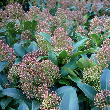 Skimmia japonica ‘Godrie’s Dwarf’ - skimmia