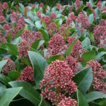 Hoe moet ik mijn Skimmia snoeien?