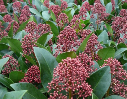 Skimmia japonica ‘Rubella’