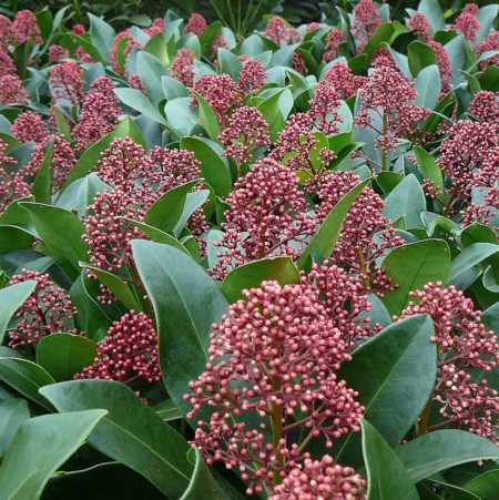 Skimmia japonica ‘Rubella’ - skimmia