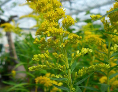 Solidago ‘Goldkind’ - guldenroede