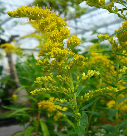 Solidago ‘Goldkind’ - guldenroede