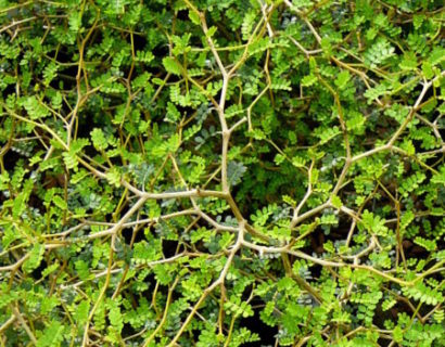 Sophora prostrata ‘Little Baby’ - tempelboom