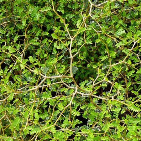 Sophora prostrata ‘Little Baby’ - tempelboom