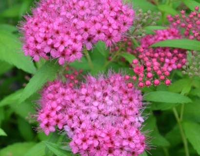 Spiraea bumalda ‘Anthony Waterer’ - spierstruik